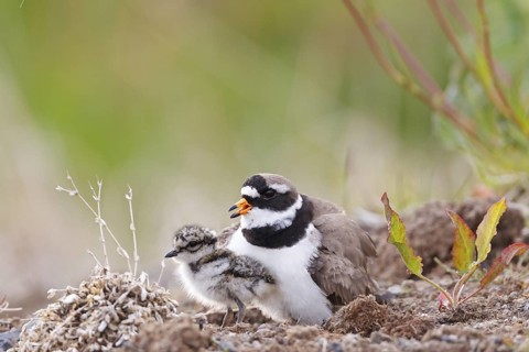 Common Ringed Plover (Charadrius hiaticula) with chick, Iceland
