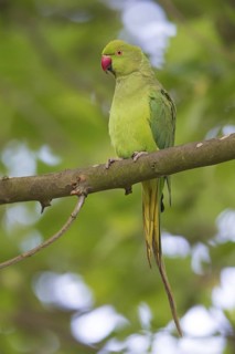 Collared Parakeet, Small Alexander Parakeet, (Psittacula krameri), Old World Parrot family,