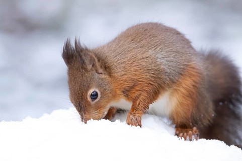 Red squirrel (Sciurus vulgaris) adult animal searching for food in snow in winter, England, United