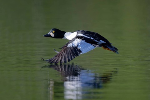 Common Goldeneye (Bucephala clangula) male flying, Saxony, Germany