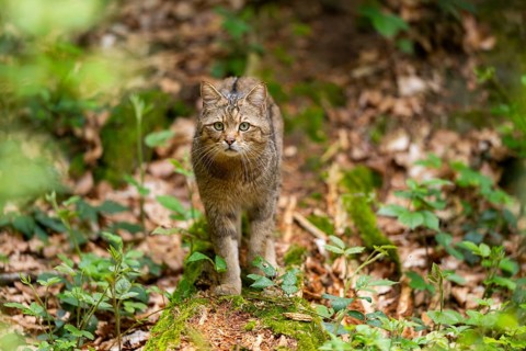 European wildcat (Felis silvestris silvestris) walking in a forest, Bavaria, Germany