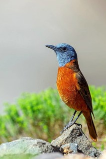 Cliff thrush, (Monticola rupestris), Monticole rocar, Cape rock thrush, A31, Mokhotlong District,