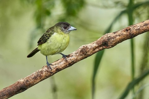 Lemon-rumped Tanager (Ramphocelus icteronotus) female perched on a branch, Ecuador