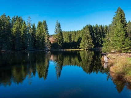 Small lake in the Thuringian Forest under blue sky, spruce forest reflected, Ochsenbacher Teich,