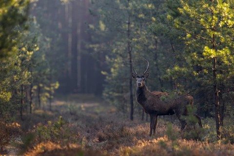 After the red deer (Cervus elaphus) a young red deer appears on the forest aisle, frost, cold,