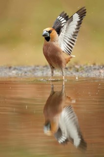 Appelvink opvliegend waarbij de vleugels volledig zichtbaar zijn en ook in de spiegeling, Hawfinch