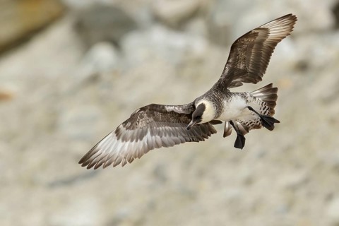 Pomarine Jaeger (Stercorarius pomarinus) flying near Nome, Alaska