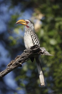 Southern Yellow-billed Hornbill (Tockus leucomelas), Namibia