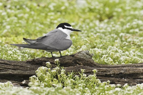 Spectacled Tern (Onychoprion lunatus), Hawaii, USA