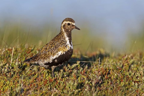 European Golden Plover (Pluvialis apricaria), Iceland