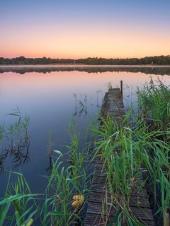 Morning atmosphere at Lake Grienerick, narrow wooden footbridge in the reeds, Rheinsberg,