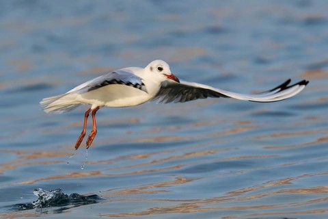Black-headed Gull (Chroicocephalus ridibundus) flying, Eilat, Israel
