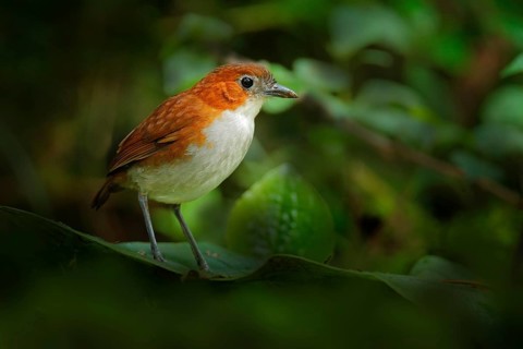Birdwatching in Ecuador. White-bellied antpitta, Grallaria hypoleuca, bird family Grallariidae,