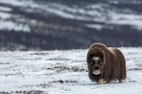 Although this musk ox cow (Ovibos moschatus) is blind, she is in excellent physical condition,
