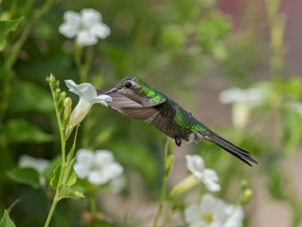 Cuban Emerald (Chlorostilbon ricordii) female flying and feeding at a flower, Cuba