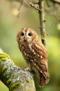 Tawny Owl (Strix aluco) captive, Germany