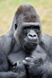 Western lowland gorilla (Gorilla gorilla gorilla), male, silverback, portrait, captive, native to