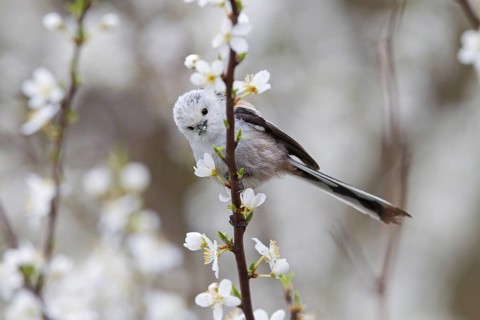 Long-tailed Tit (Aegithalos caudatus), Lower Saxony, Germany