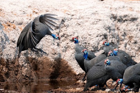 Helmet guinea fowl (Numida meleagris), swarm at the waterhole, Nxai Pan National Park, Botswana