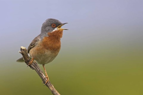 Subalpine Warbler (Sylvia cantillans) singing, Lesvos, Greece