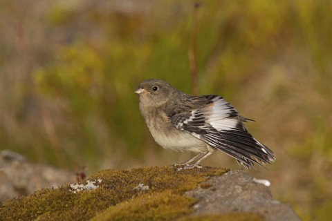 Snow Bunting - Schneeammer - Plectrophenax nivalis ssp. insulae, Iceland, juvenile