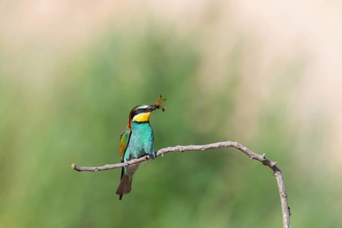 Bee-eater, (Merops apiaster), Animals, Birds, Raptor family, Perching station, Muselievo,