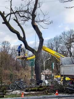Tree work, Königinstrasse, Munich, Bavaria, Germany