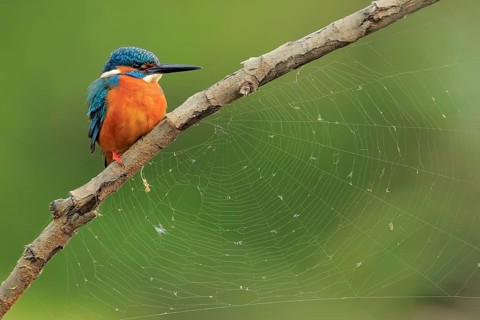 Common Kingfisher (Alcedo atthis) male, Andalusia, Spain