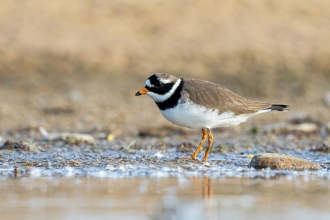 Common Ringed Plover (Charadrius hiaticula) foraging, North Rhine-Westphalia, Germany