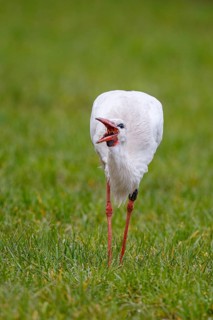 White Stork (Ciconia ciconia) foraging, North Rhine-Westphalia, Germany