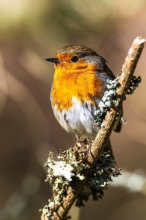 European Robin, Erithacus rubecula, bird in forest
