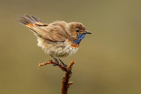 Bluethroat (Luscinia svecica), perched, Castile and Leon, Spain