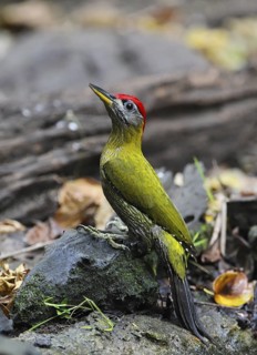 Streak-breasted Woodpecker (Picus viridanus) male, Kaeng Krachan, Thailand