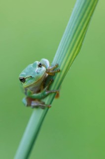 European Tree Frog (Hyla arborea) perchend on reed, North Rhine-Westphalia, Germany
