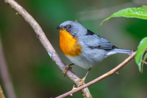 Flame-throated Warbler (Parula gutturalis) perched on a branch in Costa Rica