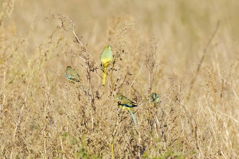 Blue-winged Parrot (Neophema chrysostoma), Victoria, Australia