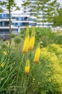 Steppe candle (Eremurus stenophyllus ssp. stenophyllus),  Germany