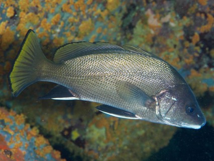 Mullet (Sciaena umbra) near a rocky seabed, dive site Giens Peninsula, Mediterranean Sea,