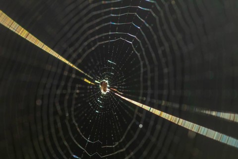 Close up of an intricately woven spider web, highlighted by sunlight, showcasing its delicate