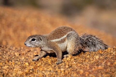 Cape ground squirrel (Xerus inauris), Pontok-Berge, Spitzkoppe, Große Spitzkuppe Nature Reserve,