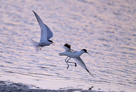Common Tern (Sterna hirundo) dispersing Avocet (Recurvirostra avosetta) in the water against the