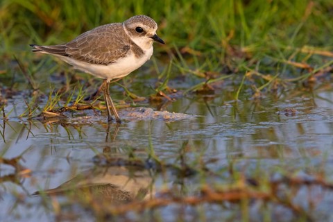 Animals, birds, plover, Kentish plover, (Charadrius alexandrinus), biotope, habitat, foraging,