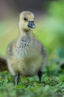 Greylag Goose (Anser anser) chick, Lower Saxony, Germany