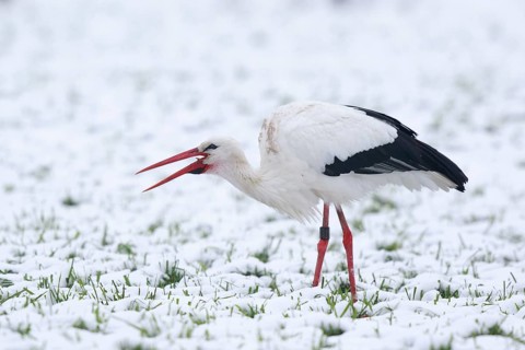 White Stork (Ciconia ciconia) foraging in snow, North Rhine-Westphalia, Germany