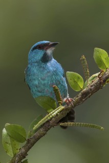 Blue Dacnis (Dacnis cayana) male, Costa Rica
