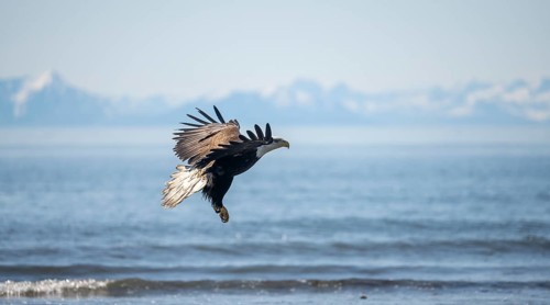 Bald eagle (Haliaeetus leucocephalus) in flight, Anchor Point at Cook Inlet, white mountain peaks