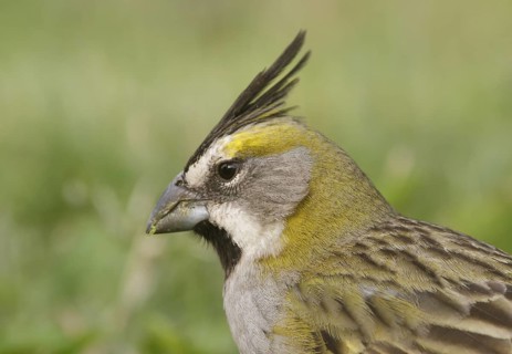 Yellow Cardinal (Gubernatrix cristata) female, Corrientes, Argentina