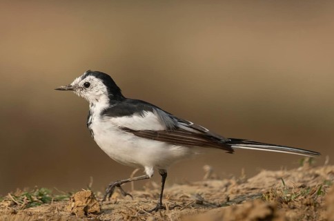 A white wagtail (Motacilla alba) stands on the ground against a blurred background, Sreepur,