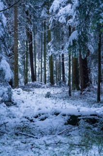 Snow-covered forest floor and trees in a quiet winter forest, Enzklösterle, district of Calw, Black