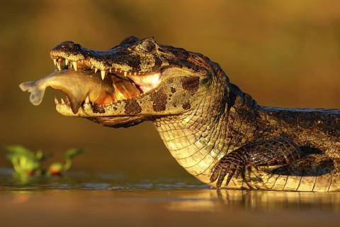 Yacare Caiman, crocodile with fish in with evening sun, Pantanal, Brazil